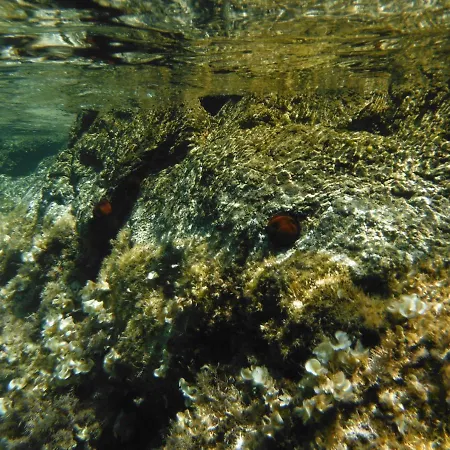 Ampio Lacona Isola D'elba * קאפוליברי